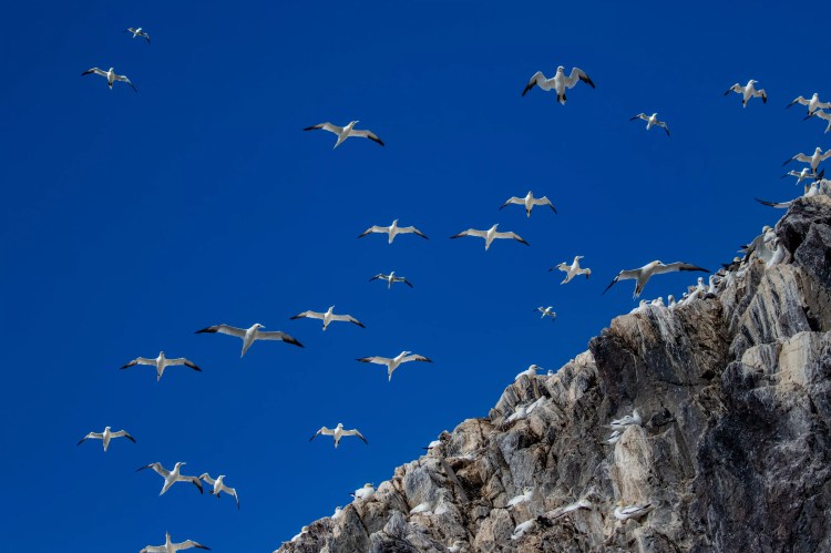 Gannets soaring near a rocky cliff face, a scene from my 2021 year list.