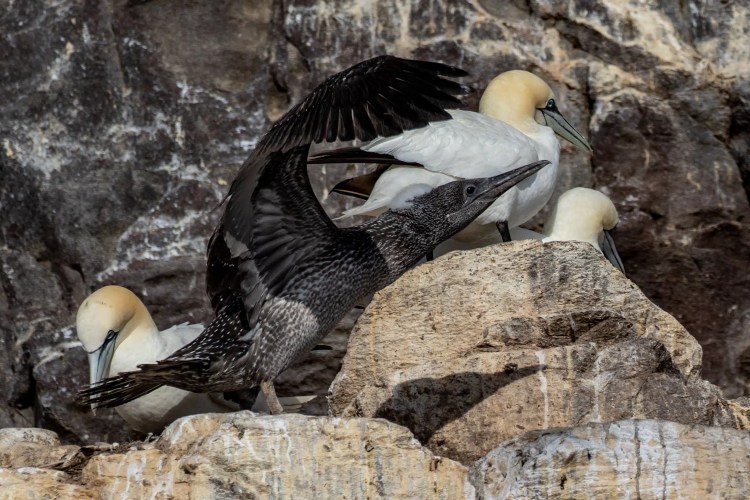 Gannet colony on Bass Rock, including juvenile with dark plumage.