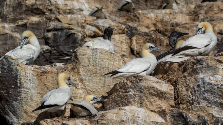 Gannets nesting on Bass Rock cliffs, boat trip wildlife viewing.