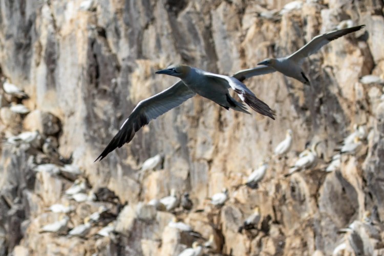 Gannets in flight near Bass Rock's cliffs, a boat trip highlight. Seabirds nesting.