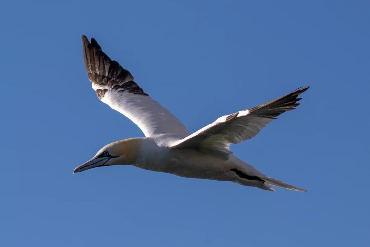 Gannet in flight near Bass Rock.