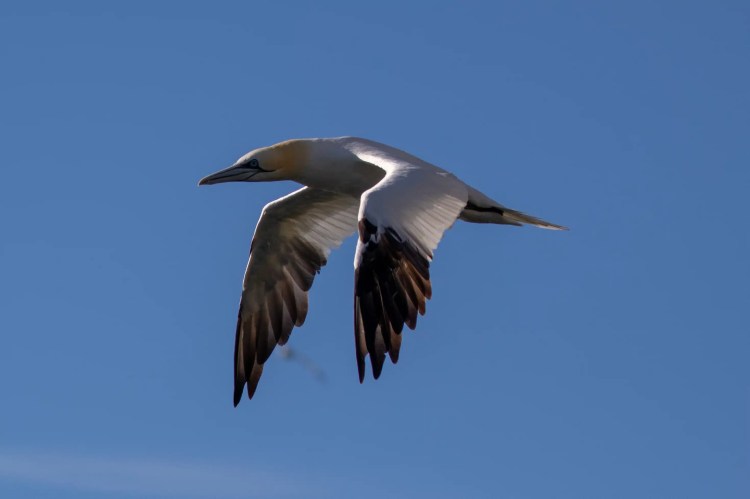 Gannet in flight near Bass Rock, Scotland.