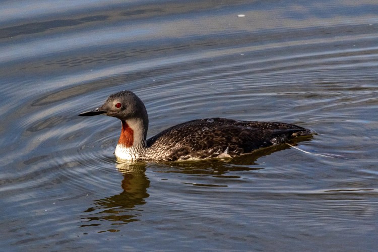 Red-throated diver swimming in the Musselburgh Lagoons.