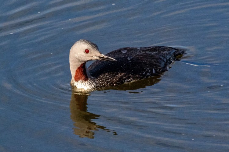 Red-throated diver swimming in the water at Musselburgh Lagoons.