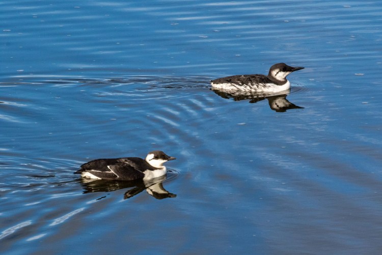 Two black guillemots swimming in the Musselburgh Lagoons. Birdwatching opportunity.