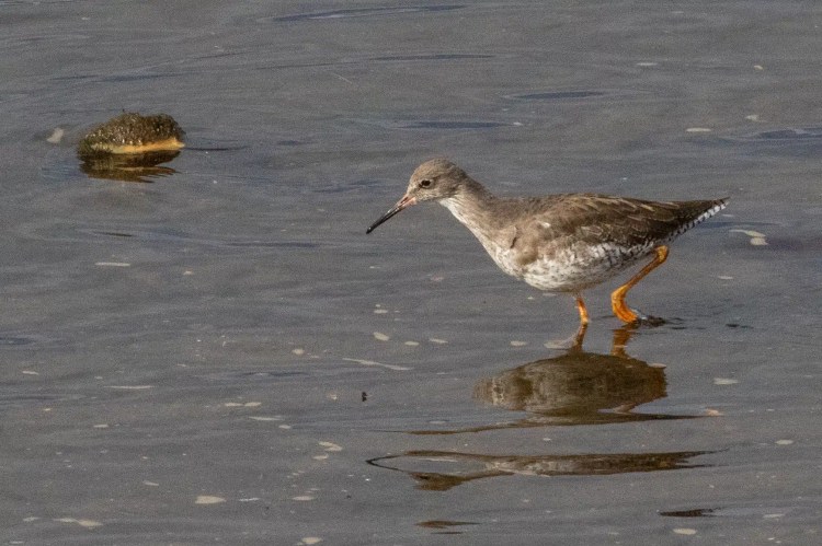 Redshank wading in water at Musselburgh Lagoons, a birdwatching spot.