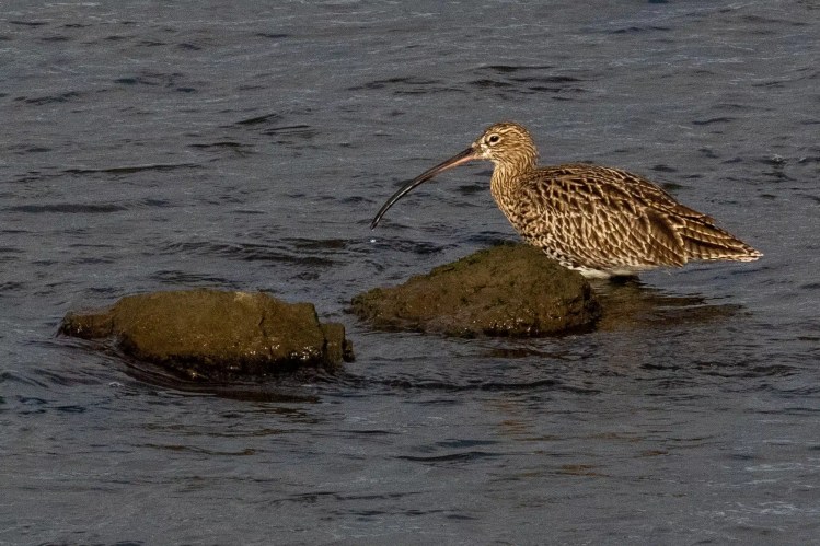 Curlew bird standing on rocks in the water at Musselburgh Lagoons