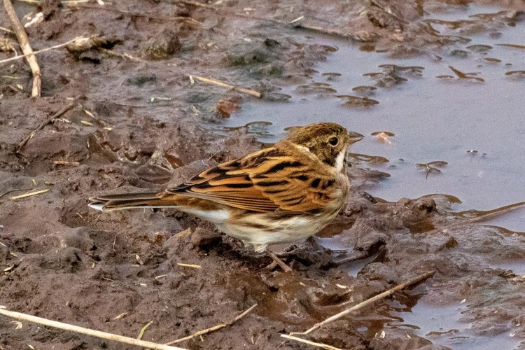 Reed Bunting bird in muddy habitat at Musselburgh Lagoons.