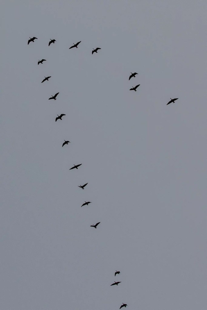 Flock of birds flying in formation against a gray sky, seen during birdwatching.