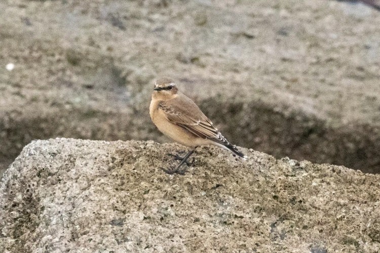Wheatear bird perched on a rock at Musselburgh Lagoons.