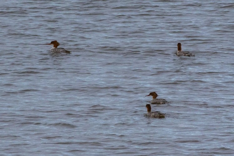 Merganser ducks swimming in the water at Musselburgh Lagoons, a birdwatching spot.
