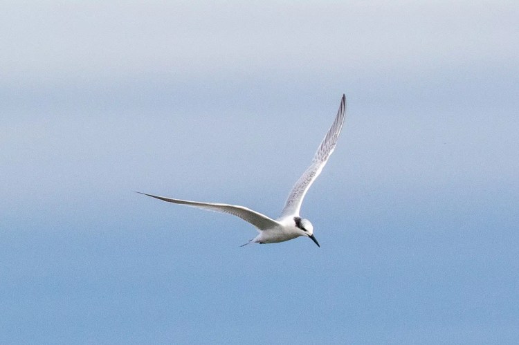 Forster's Tern in flight against a blue sky, as seen during birdwatching.