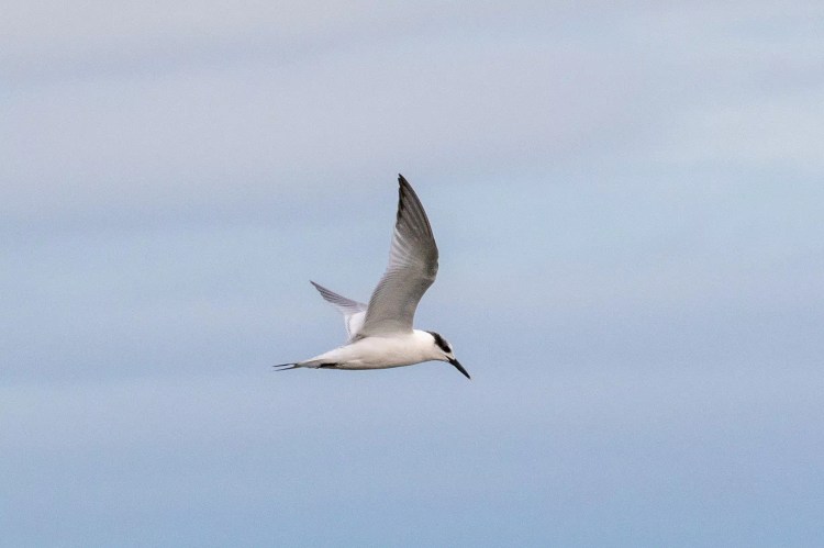 Sandwich tern in flight at Musselburgh Lagoons, wings up, black cap, long beak.