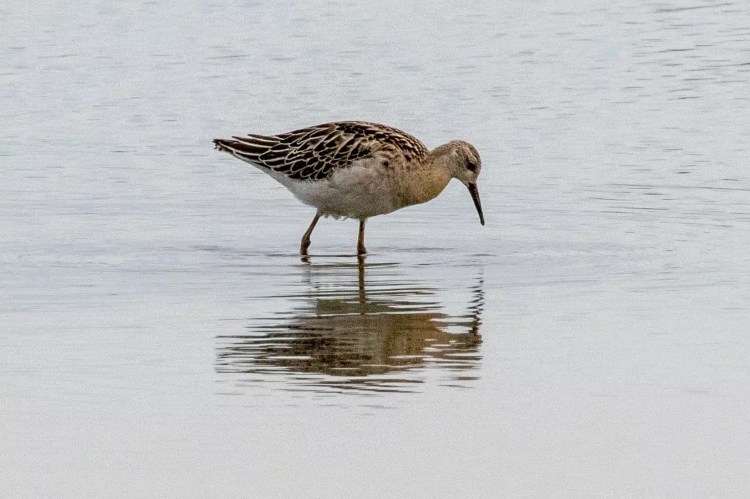 Ruff wading in water at Musselburgh Lagoons, a birdwatching spot.