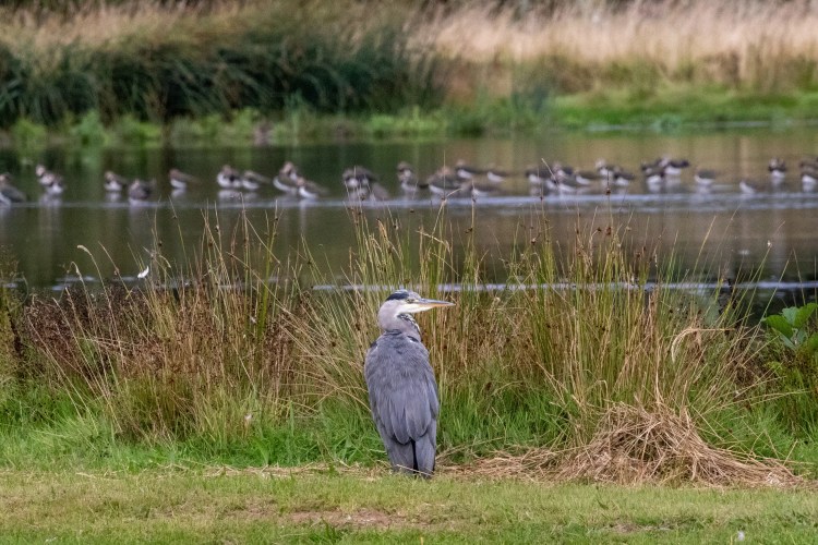 Grey heron standing at Musselburgh Lagoons, with wading birds in the background.
