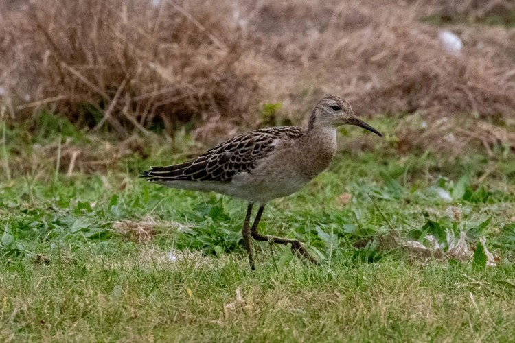 Ruff bird in Musselburgh Lagoons, foraging in the grass.