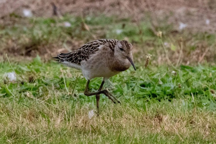 Ruff bird foraging in the grass at Musselburgh Lagoons.
