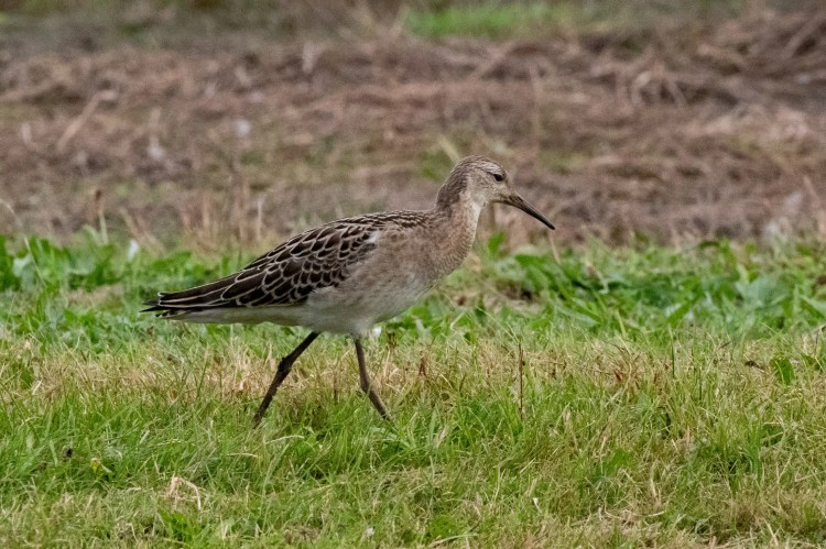 Ruff bird walking in the grass at Musselburgh Lagoons.
