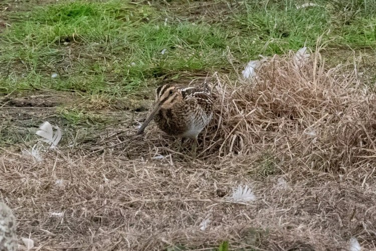 Snipe bird camouflaged in the grassy habitat at Musselburgh Lagoons.