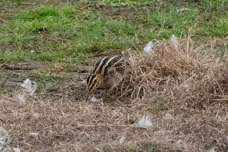 Camouflaged snipe foraging in Musselburgh Lagoons' grassy reeds.