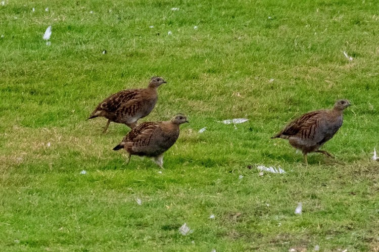 Three grey partridges foraging in grassy Musselburgh Lagoons, birdwatching spot.