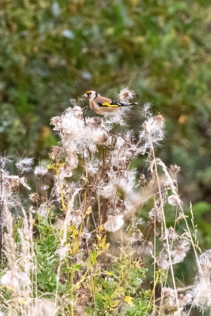 Goldfinch perched on thistle at Musselburgh Lagoons