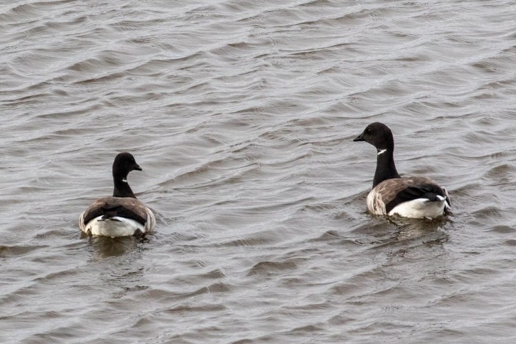 Two Brent Geese swimming in the water at Musselburgh Lagoons, birdwatching spot.