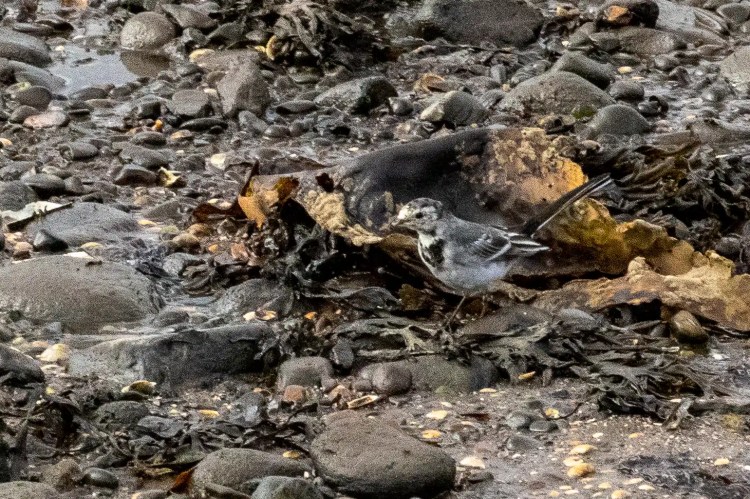 Wagtail bird foraging on a rocky Lothian Coast beach among seaweed and stones.