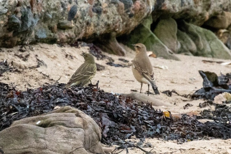 Crested tit perched on a lichen-covered branch, facing left.