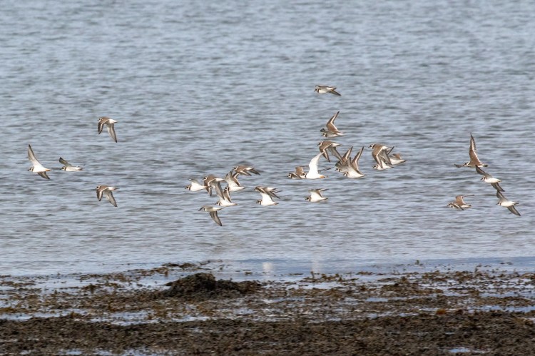 Crested tit perched on a lichen-covered branch, facing left.