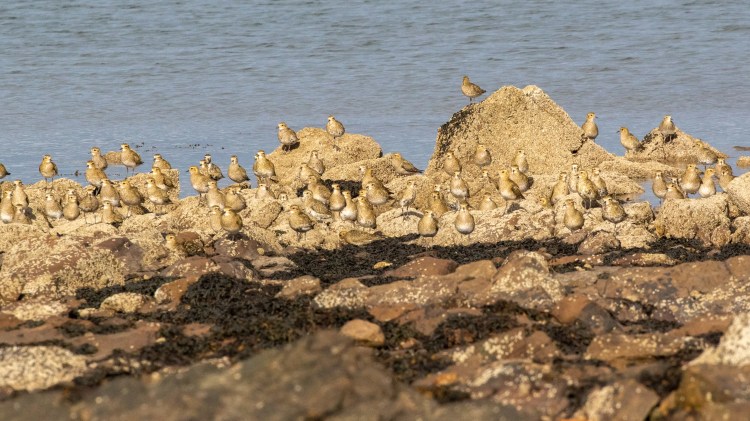 Golden Plovers gather on rocks along the Lothian Coast. Birds perched and resting.