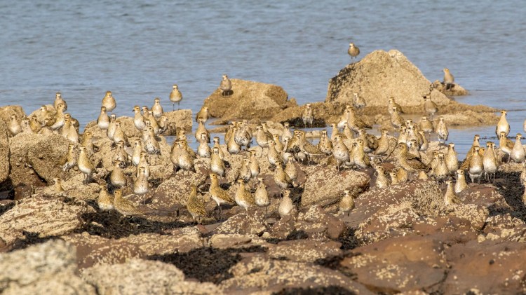 Flock of golden plovers on rocks along the Lothian Coast shoreline.