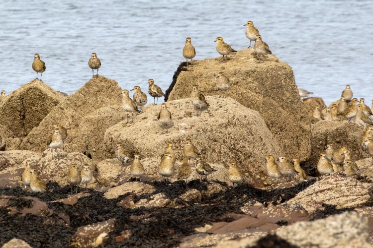 Golden plovers flock on rocks along the Lothian Coast.