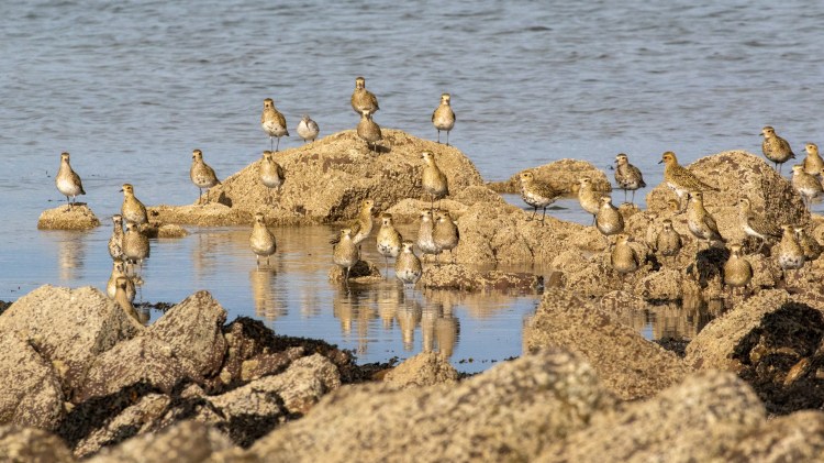 Golden Plovers on rocks along the Lothian Coast, Scotland.