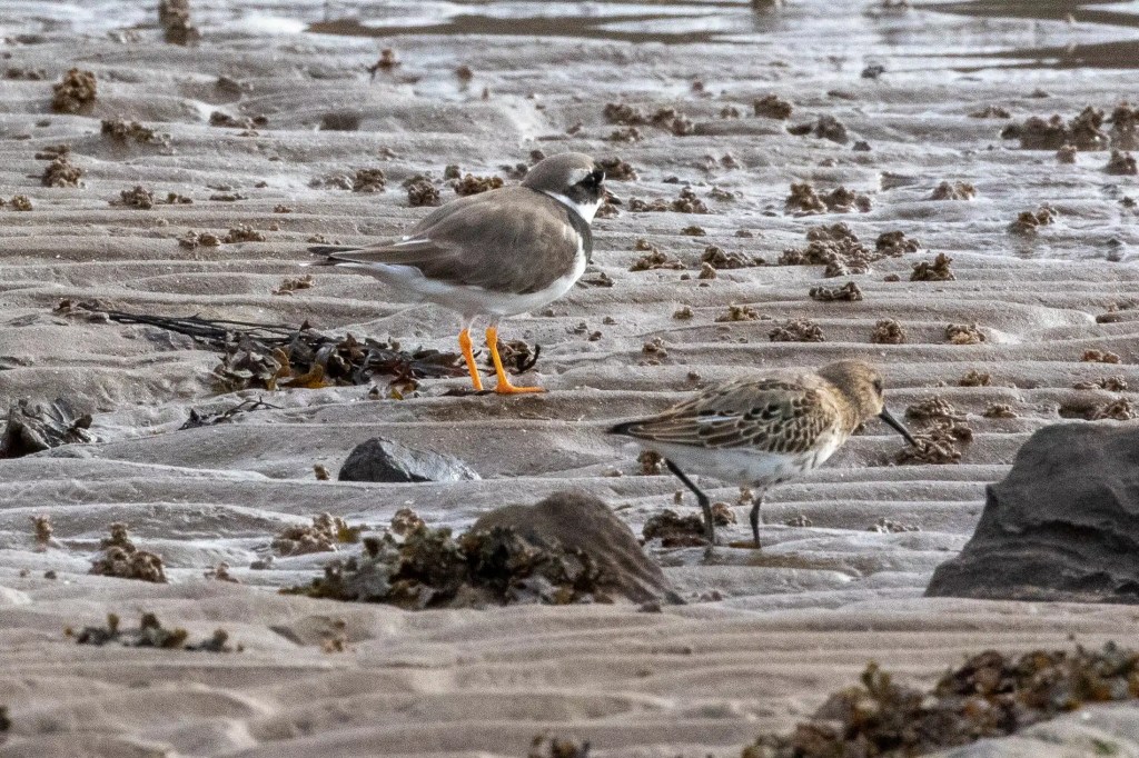 Two shorebirds on the Lothian Coast, one a ringed plover with bright orange legs foraging on the sandy beach.
