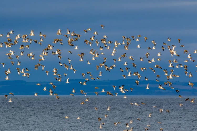Flock of dunlin birds in flight over the Lothian Coast, Scotland.