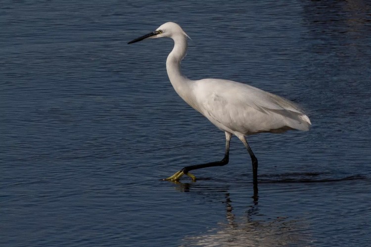 Little egret wades in water along the Lothian Coast, black legs and yellow feet visible.