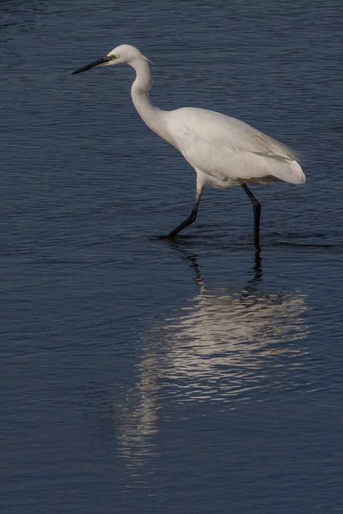 Little egret wading in the water along the Lothian Coast.