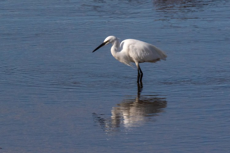 Little egret standing in shallow water, reflecting on the Lothian Coast.
