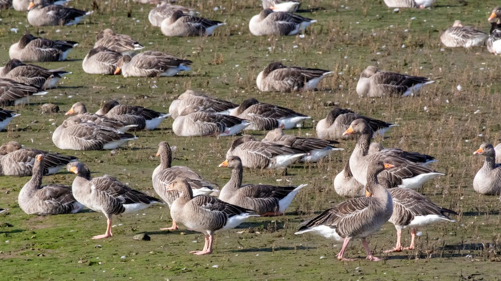 Resting greylag geese on the Lothian Coast. Some stand, others sit on the muddy ground.