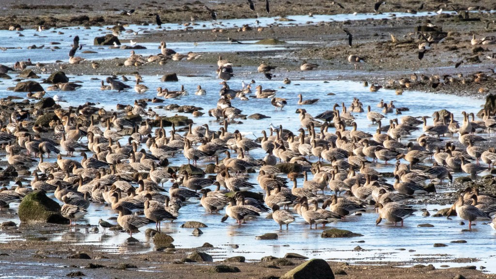 Large flock of geese resting in shallow water along the Lothian Coast.