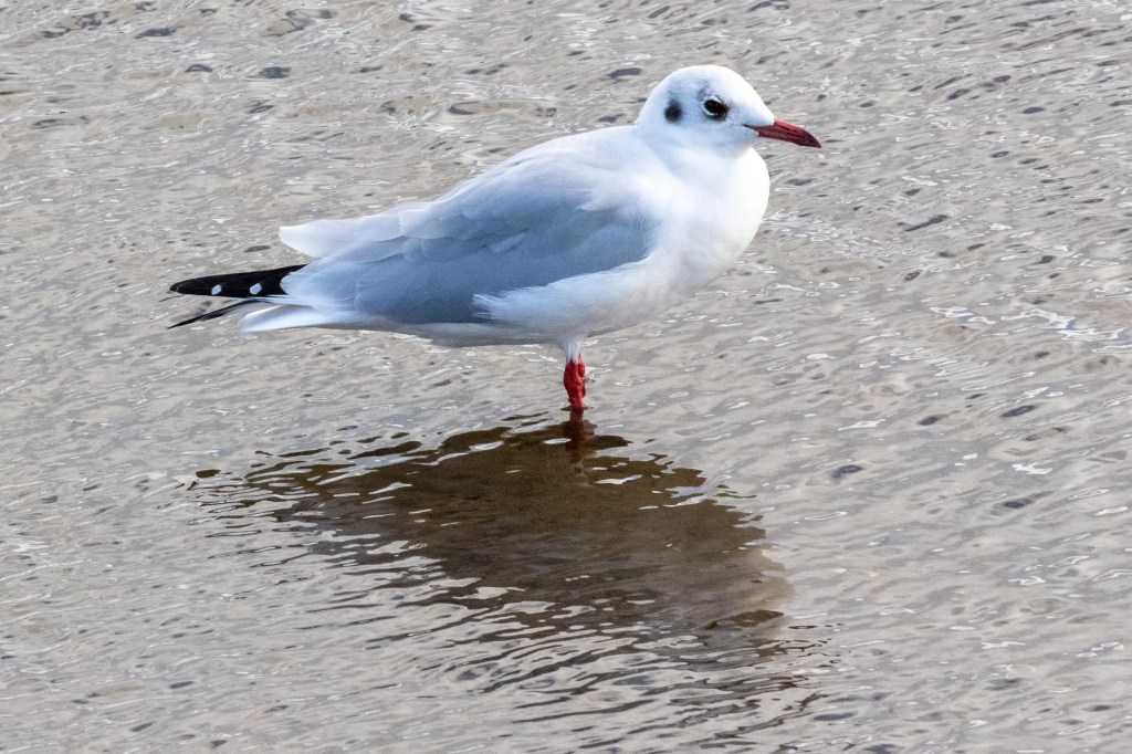 Black-headed gull standing in shallow water on the Lothian Coast.