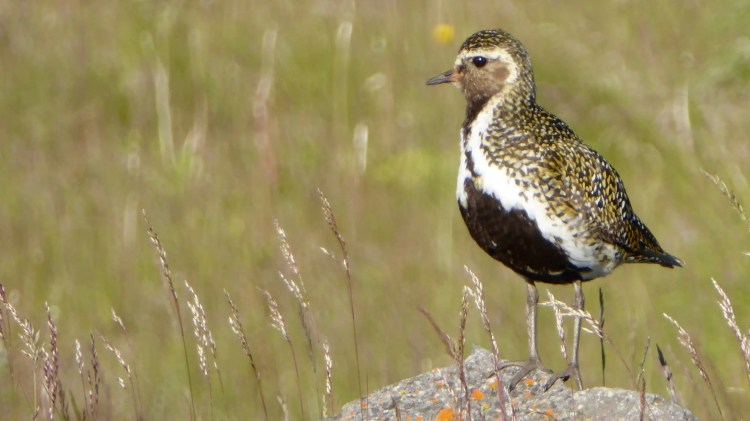 European golden plover on a rock along the Lothian Coast.