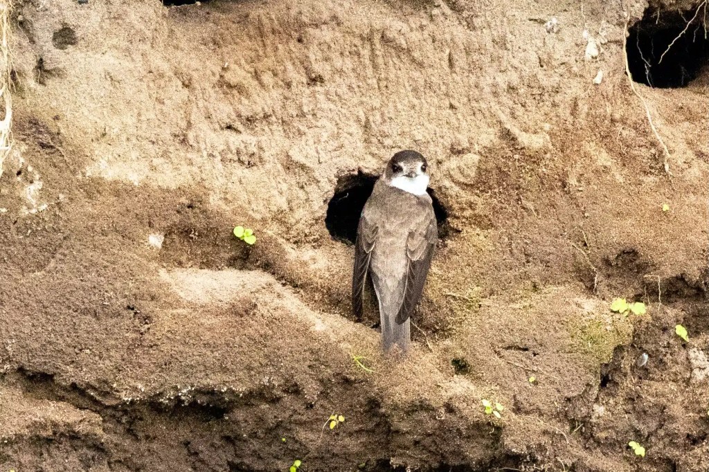 Bank Swallow perched at its nest hole in a sandy bank.