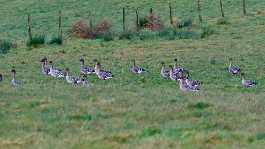 Flock of graylag geese grazing in a green field near a fence.