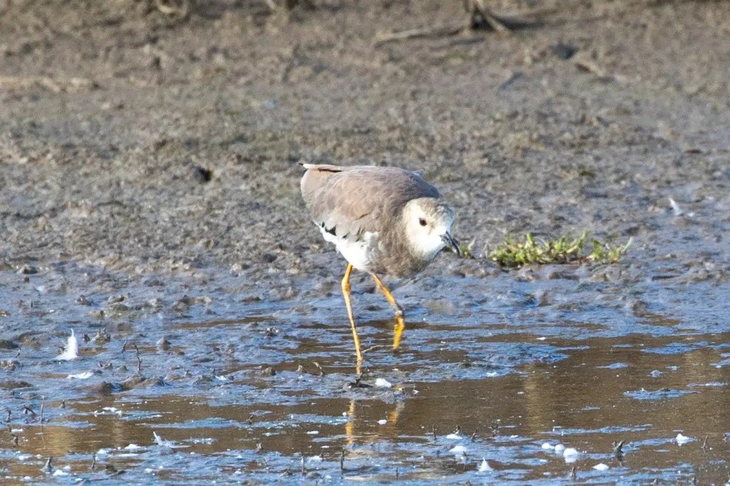 Shorebird wading in shallow water with muddy background, possibly from my 2021 year list.