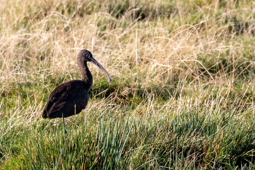 Glossy ibis bird standing in a grassy wetland area.