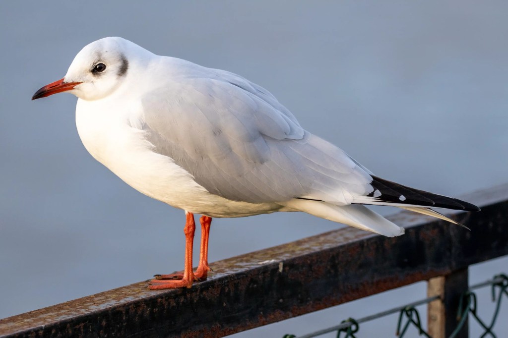 Black-headed gull perched on a railing at Esk Mouth, Musselburgh.