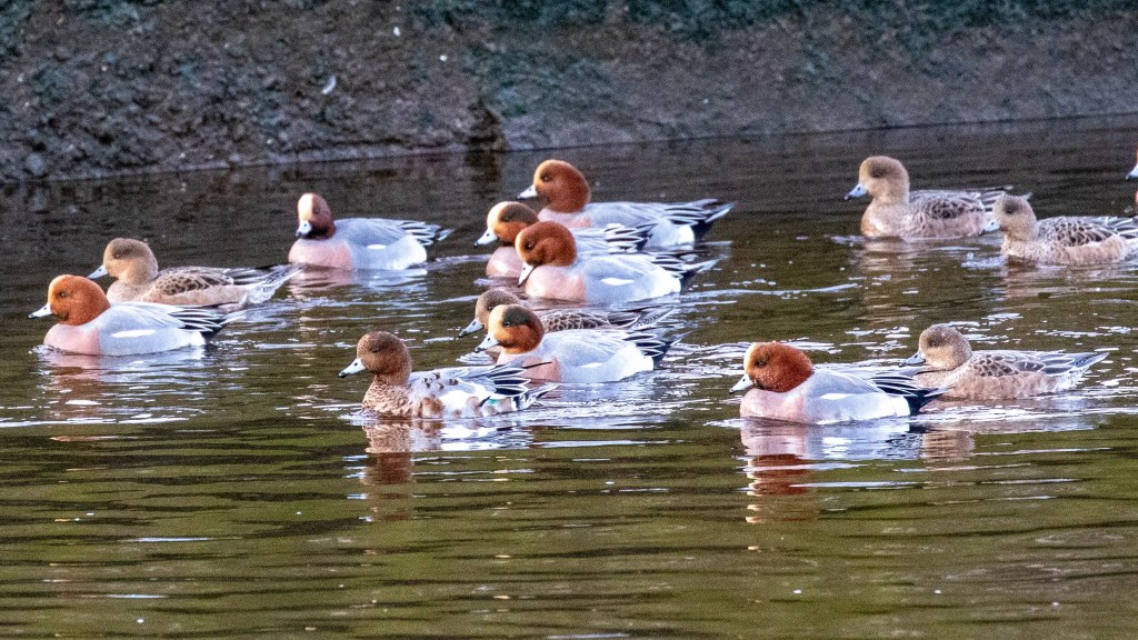 Wigeons swimming in Esk Mouth, Musselburgh. Ducks in calm water.