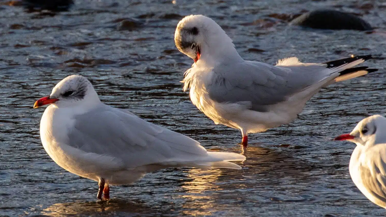 Seagulls wading in Esk Mouth, Musselburgh, with soft light reflecting in the water.